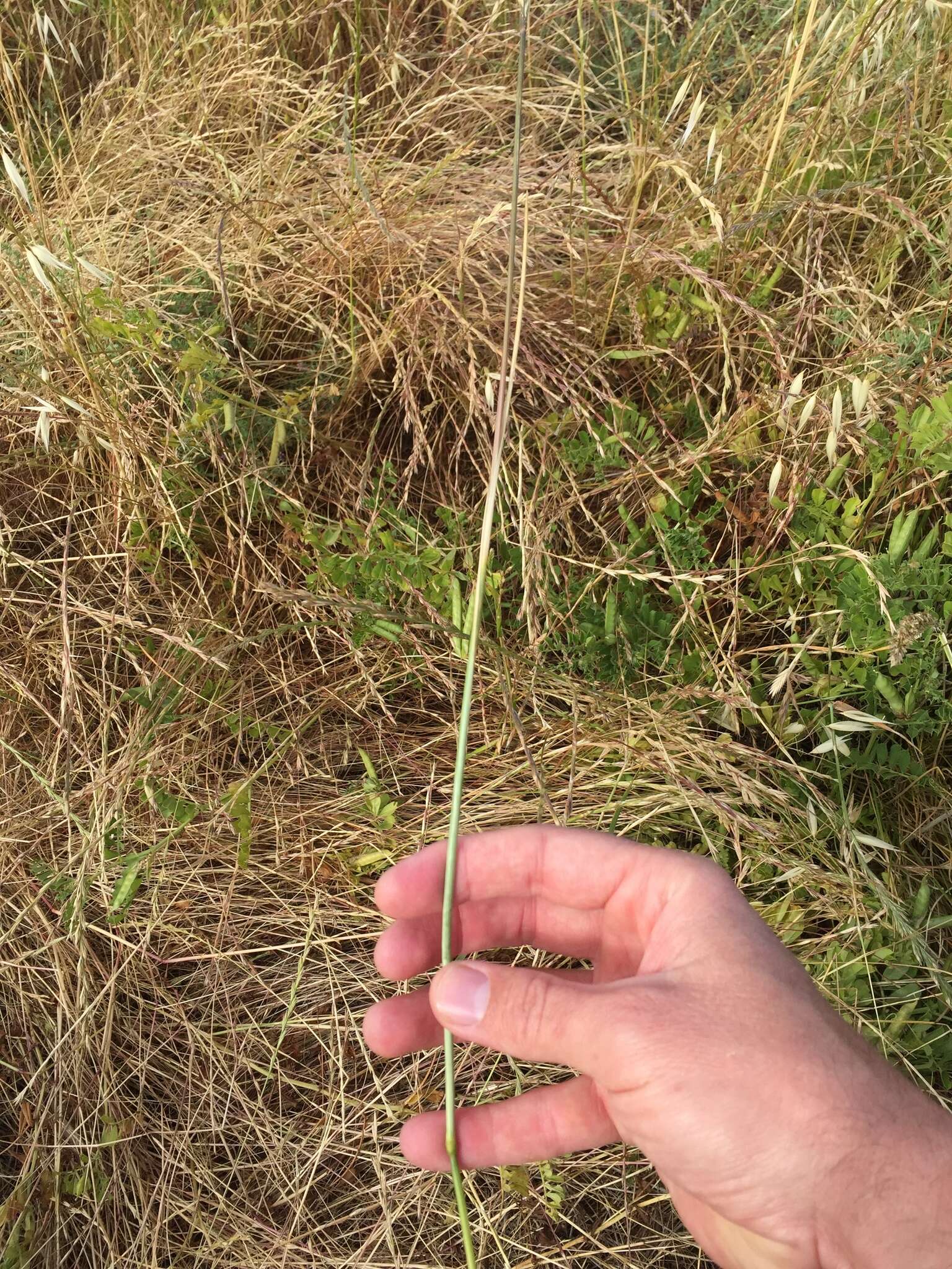 Image de Deschampsia cespitosa subsp. holciformis (J. Presl) W. E. Lawr.