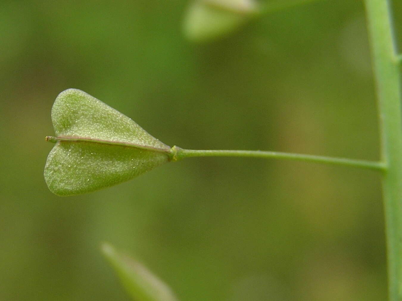 Image of shepherd's purse