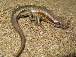 Image of Trachylepis maculilabris (Gray 1845)