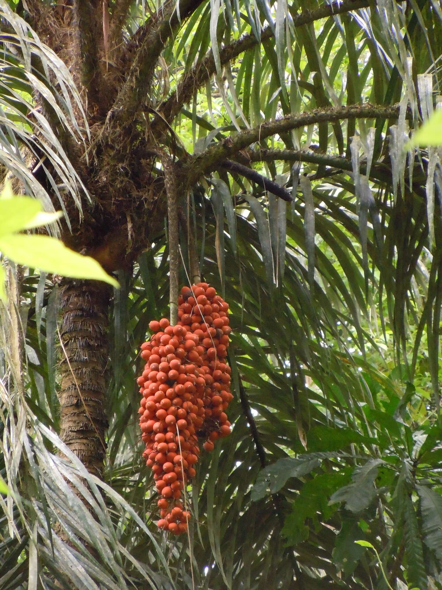 Image of Black palm