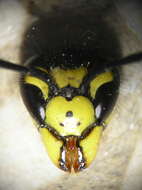 Image of German Wasp