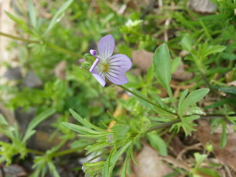 Image of Viola bicolor Pursh