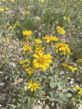 Image of Heterotheca fulciens G. L. Nesom