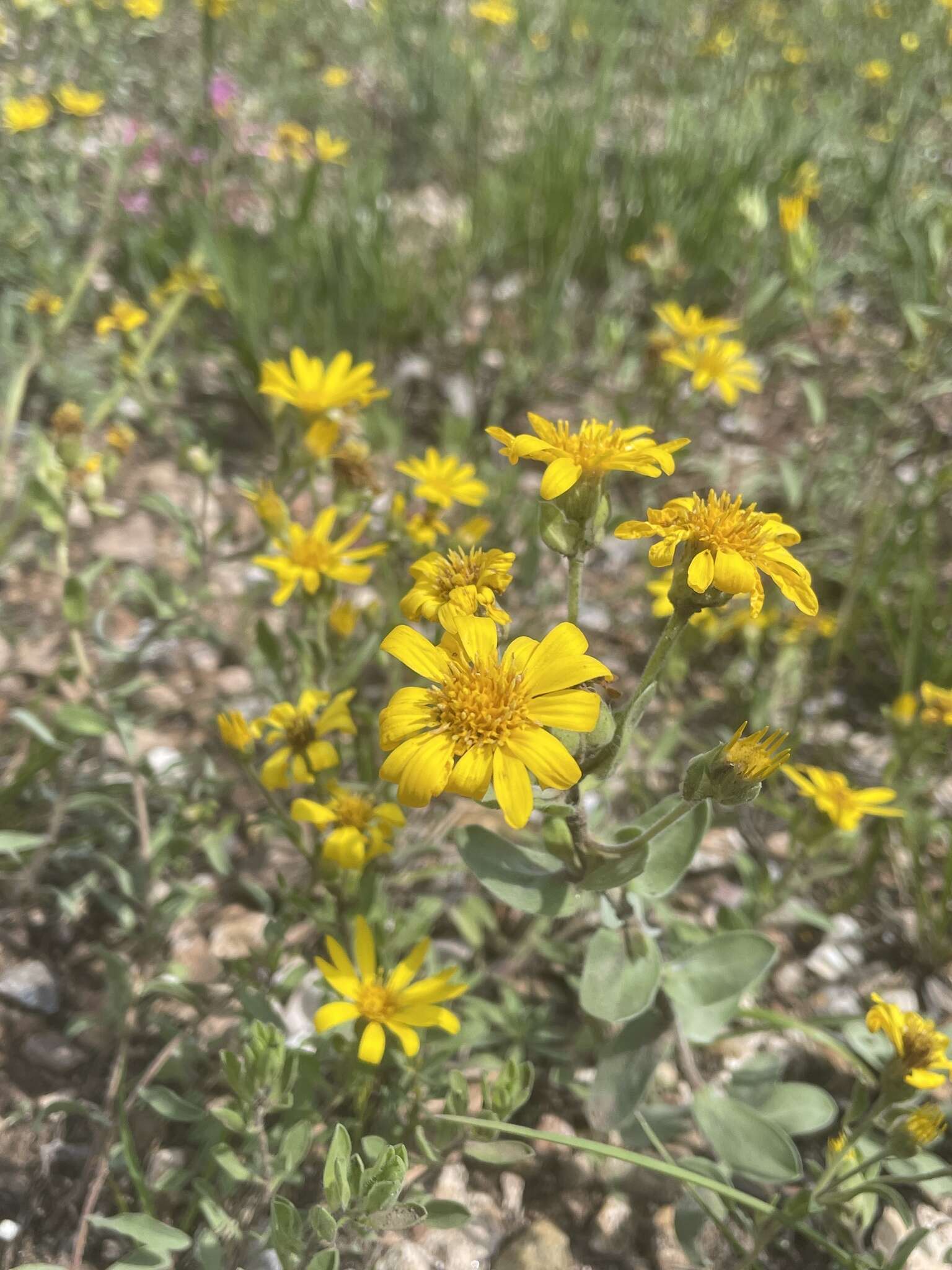 Image of Heterotheca fulciens G. L. Nesom