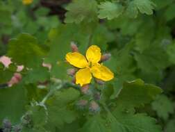 Image of celandine