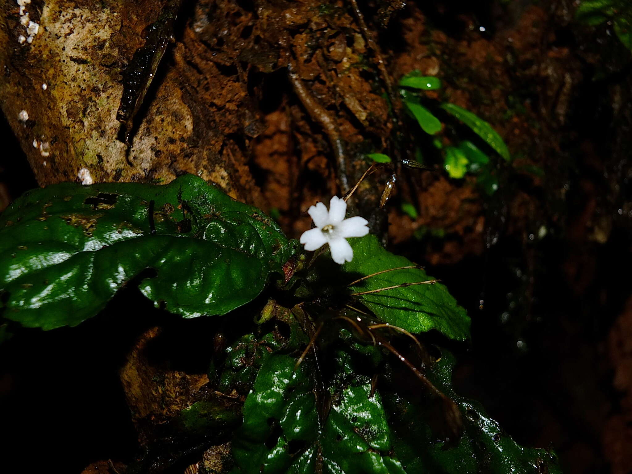 Image of Napeanthus macrostoma Leeuwenb.