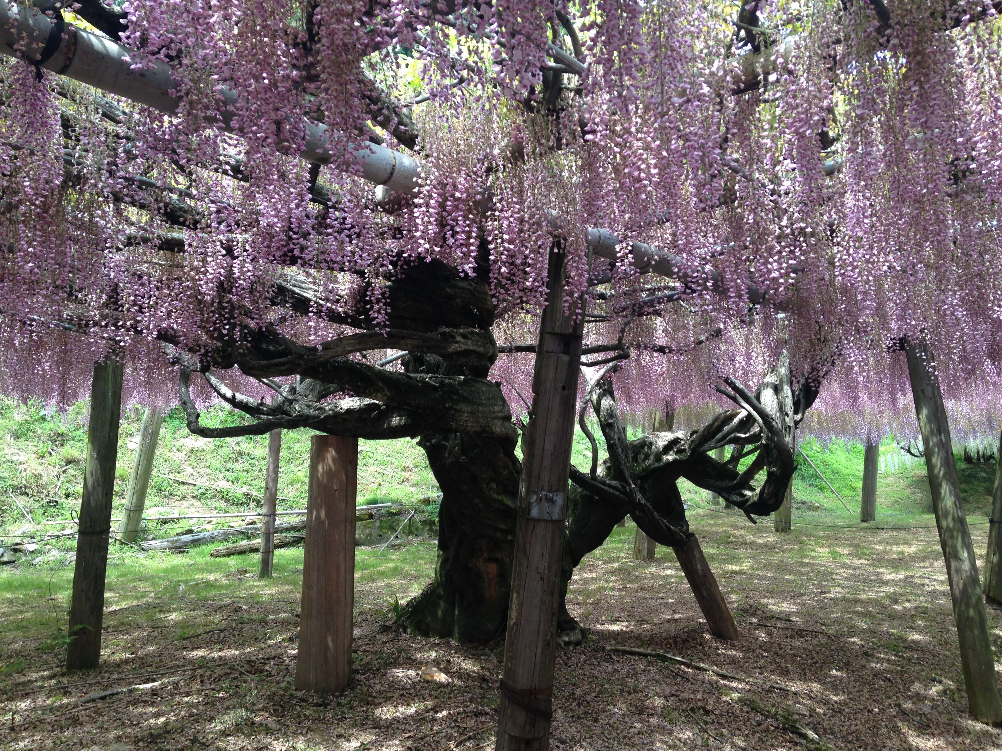 Image of Japanese wisteria