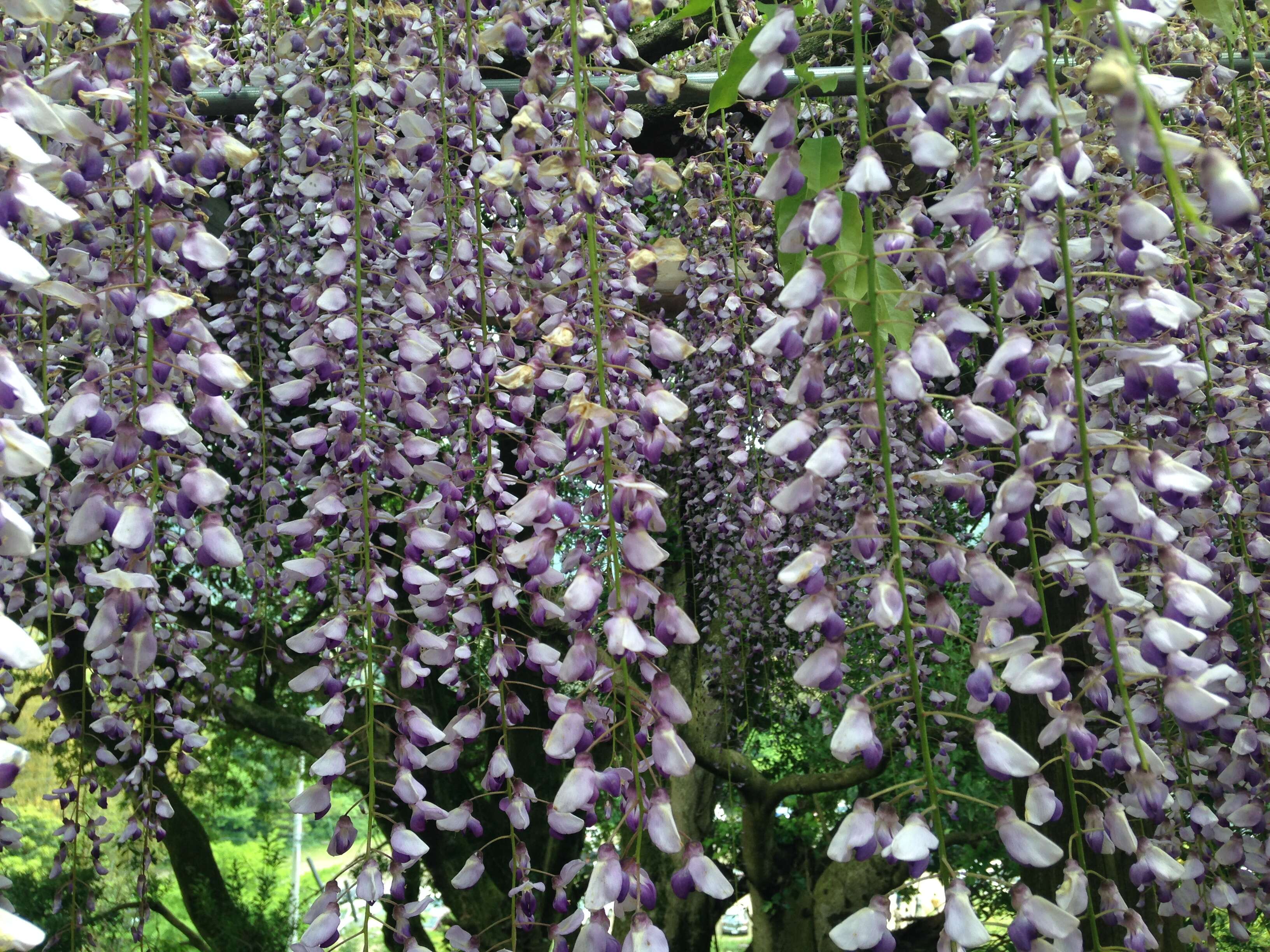 Plancia ëd Wisteria floribunda (Willd.) DC.