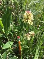 Image of yellow penstemon