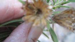 Image of Arrowsmithia corymbosa (M. D. Hend.) N. G. Bergh