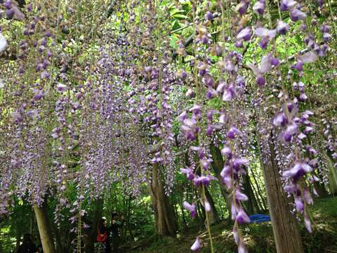 Plancia ëd Wisteria floribunda (Willd.) DC.