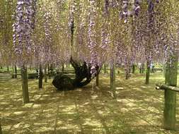 Image of Japanese wisteria