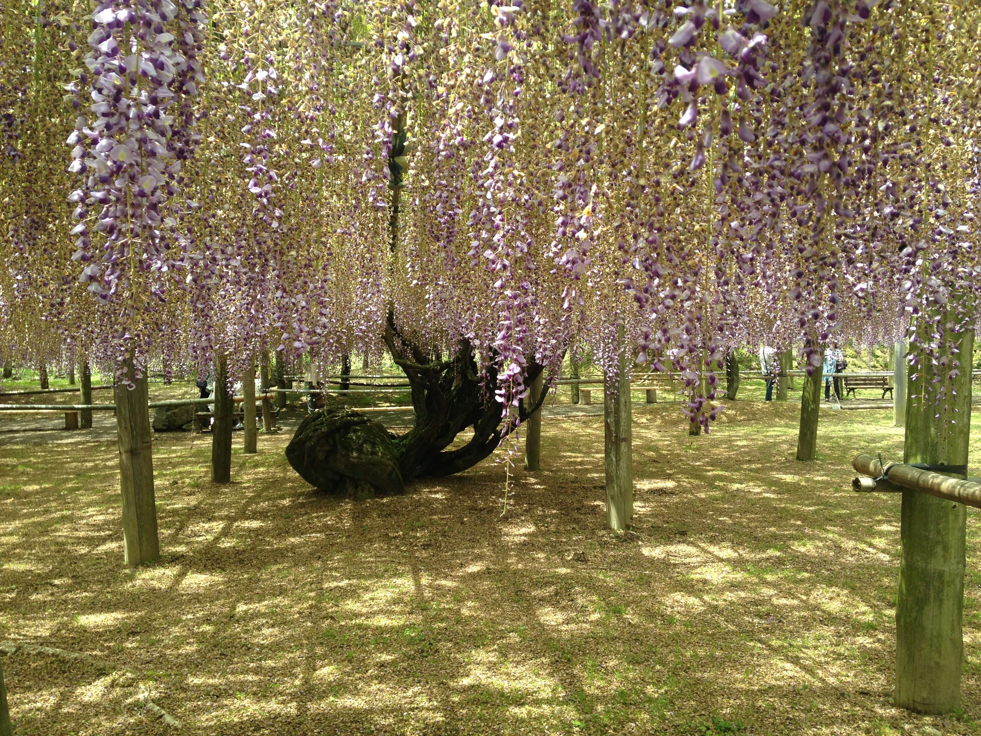 Image of Japanese wisteria