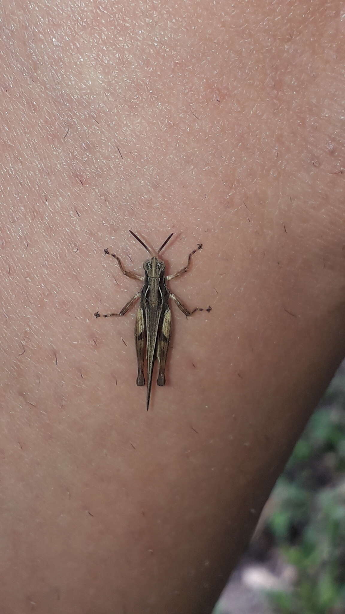 Orphulella punctata (De Geer 1773) resmi