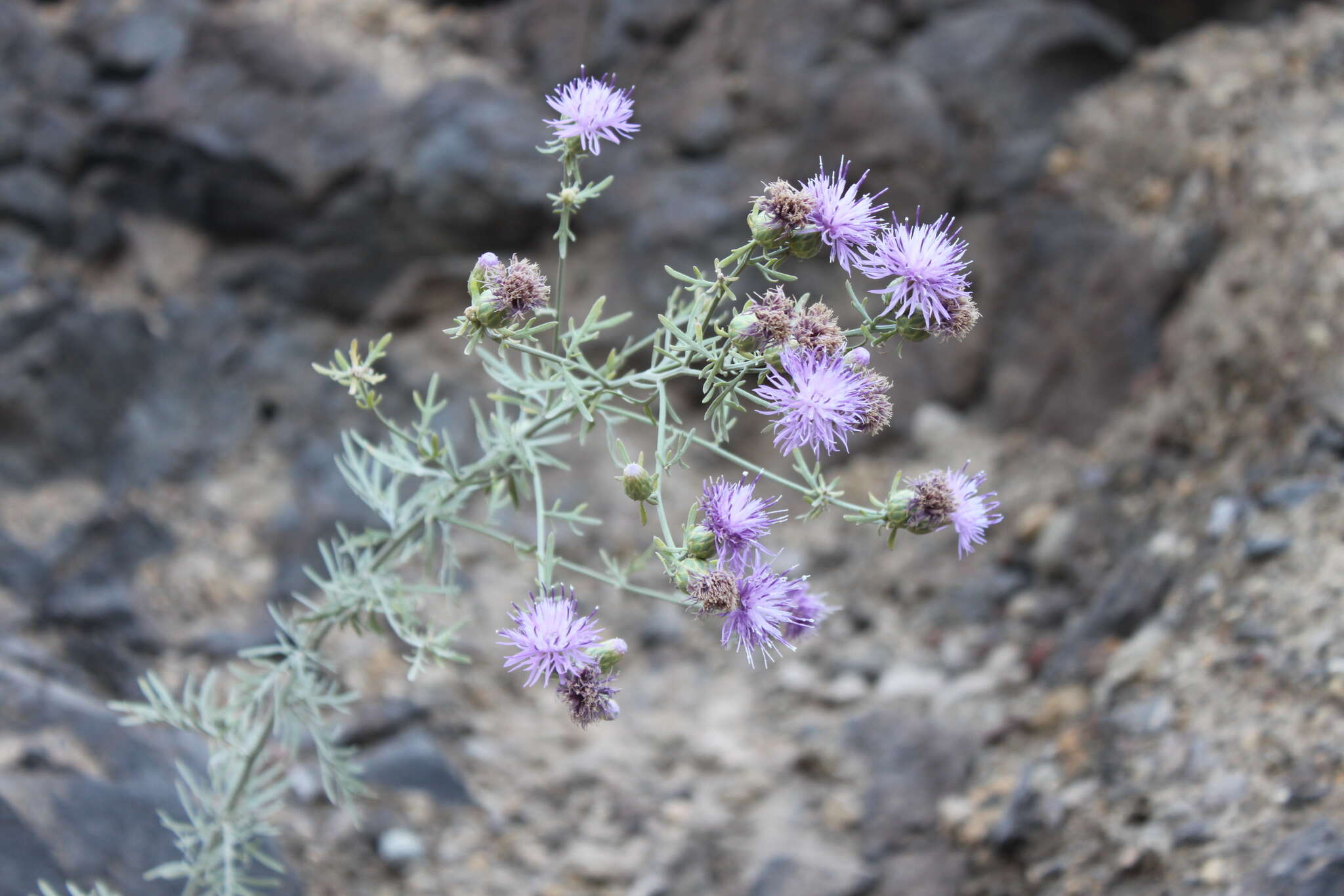 Image of Centaurea aeolica Guss. ex Lojac.