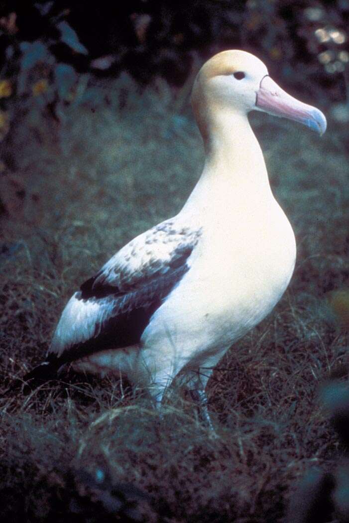 Image of Short-tailed Albatross