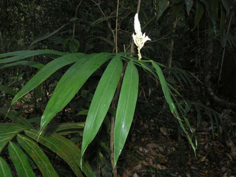 Image of Alpinia oxymitra K. Schum.