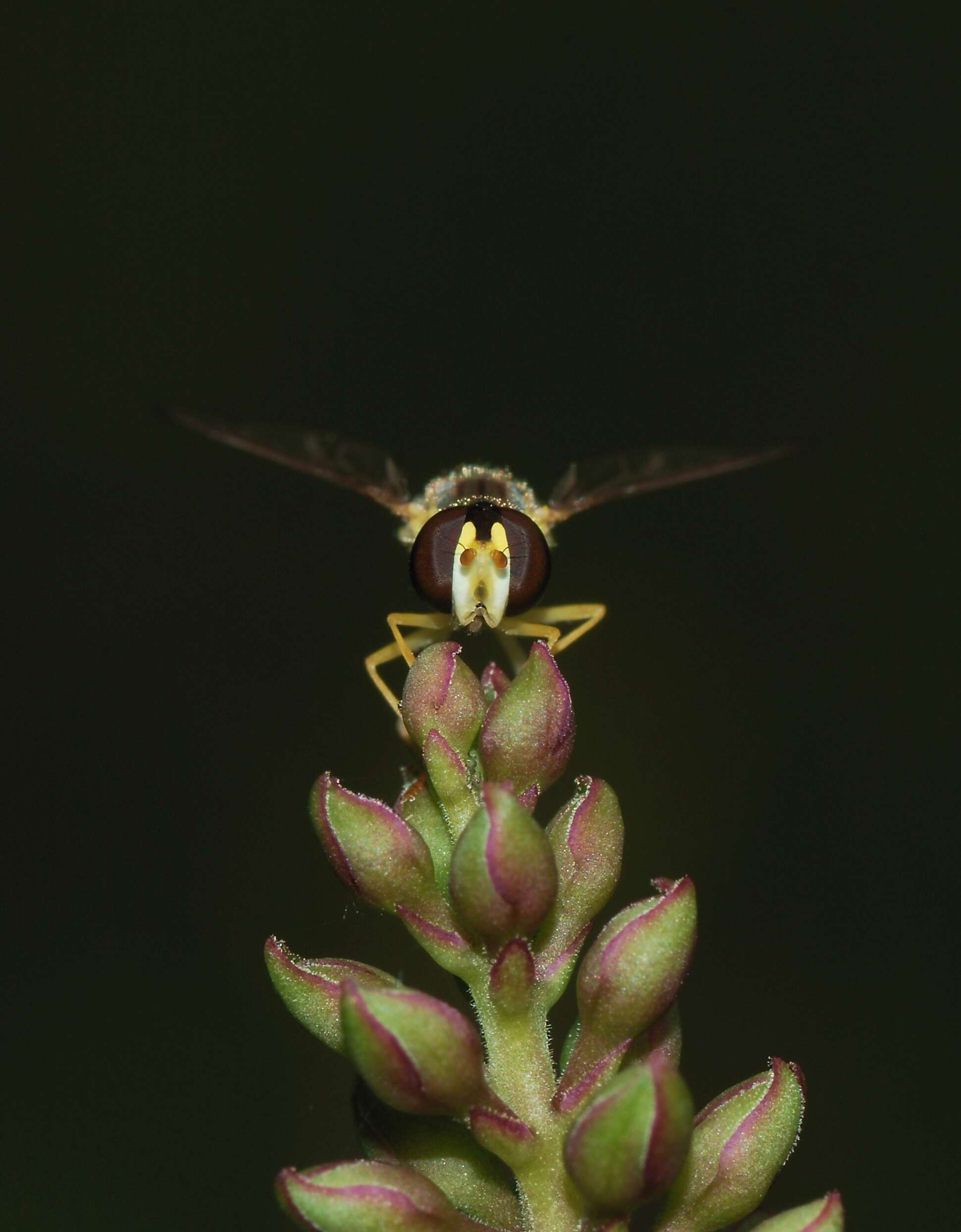 Image of Sphaerophoria scripta (Linnaeus 1758)