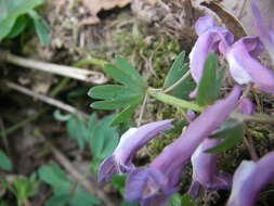 Image of bird-in-a-bush