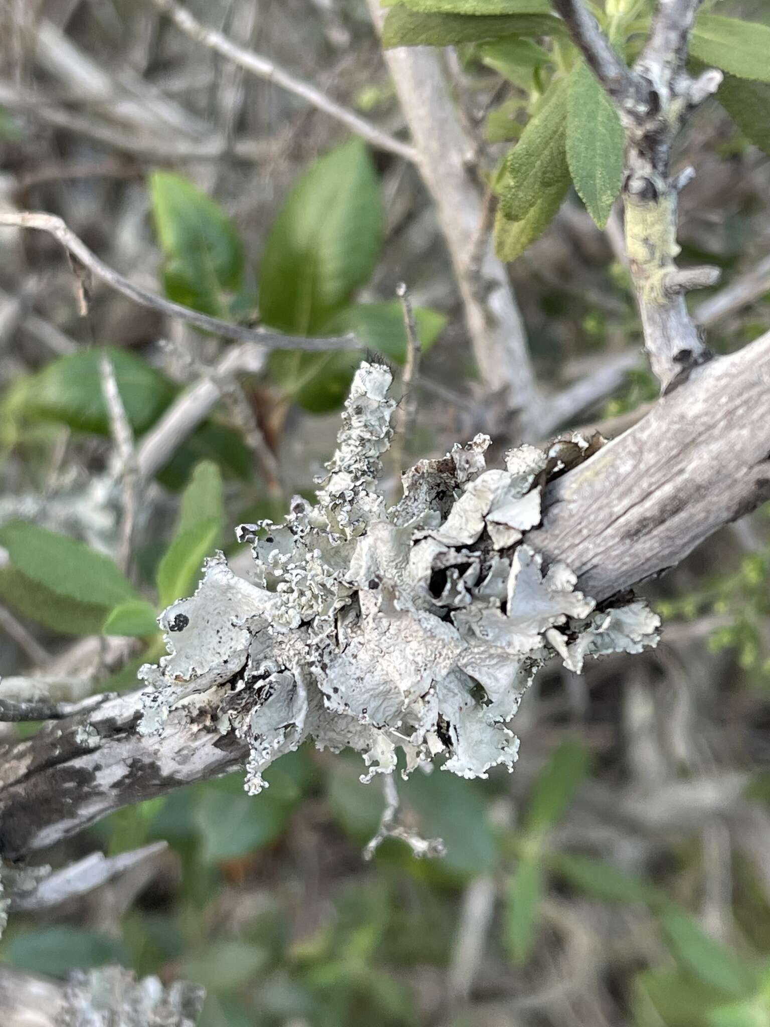 Image of Arnold's parmotrema lichen