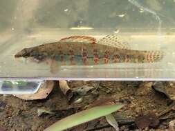 Imagem de Etheostoma hopkinsi (Fowler 1945)