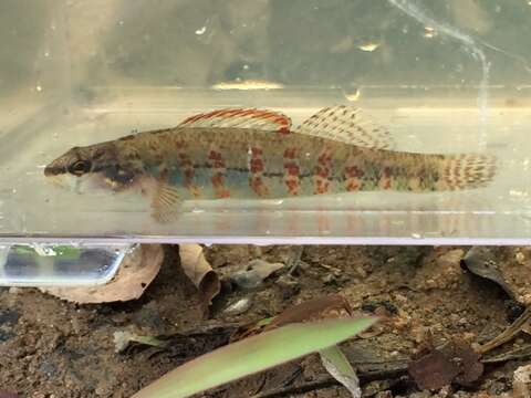 Image de Etheostoma hopkinsi (Fowler 1945)