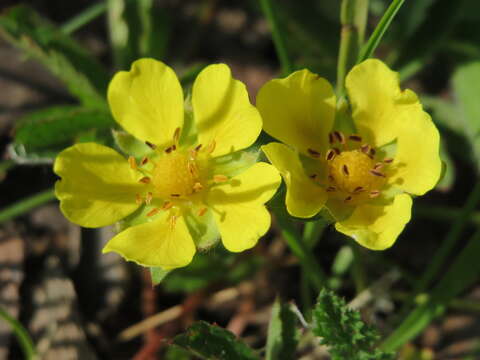 Imagem de Potentilla reptans L.