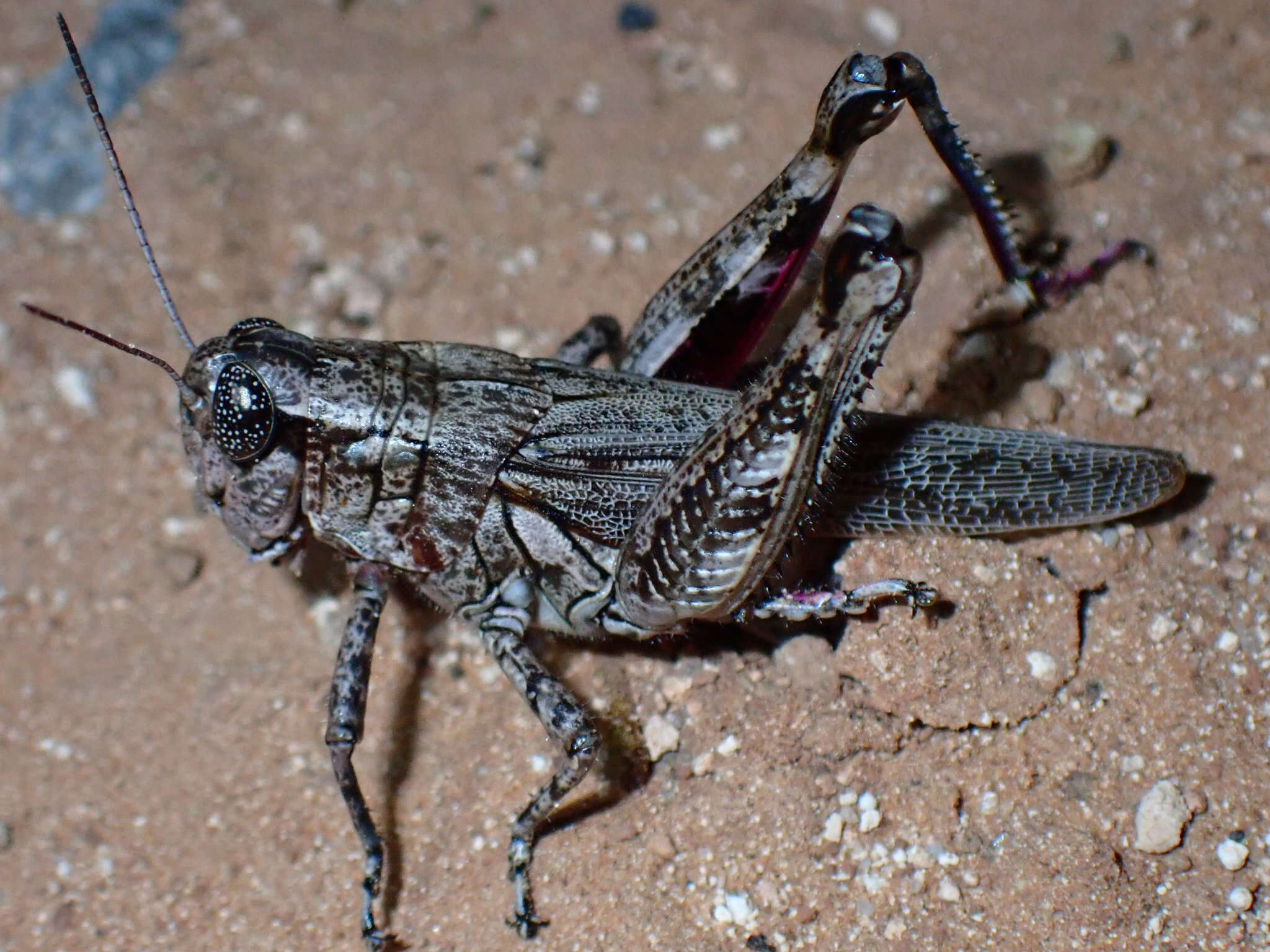 Слика од Melanoplus splendidus Hebard 1920