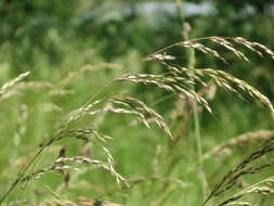 Image of Button Grass