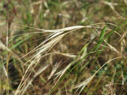 Image of Barren Brome