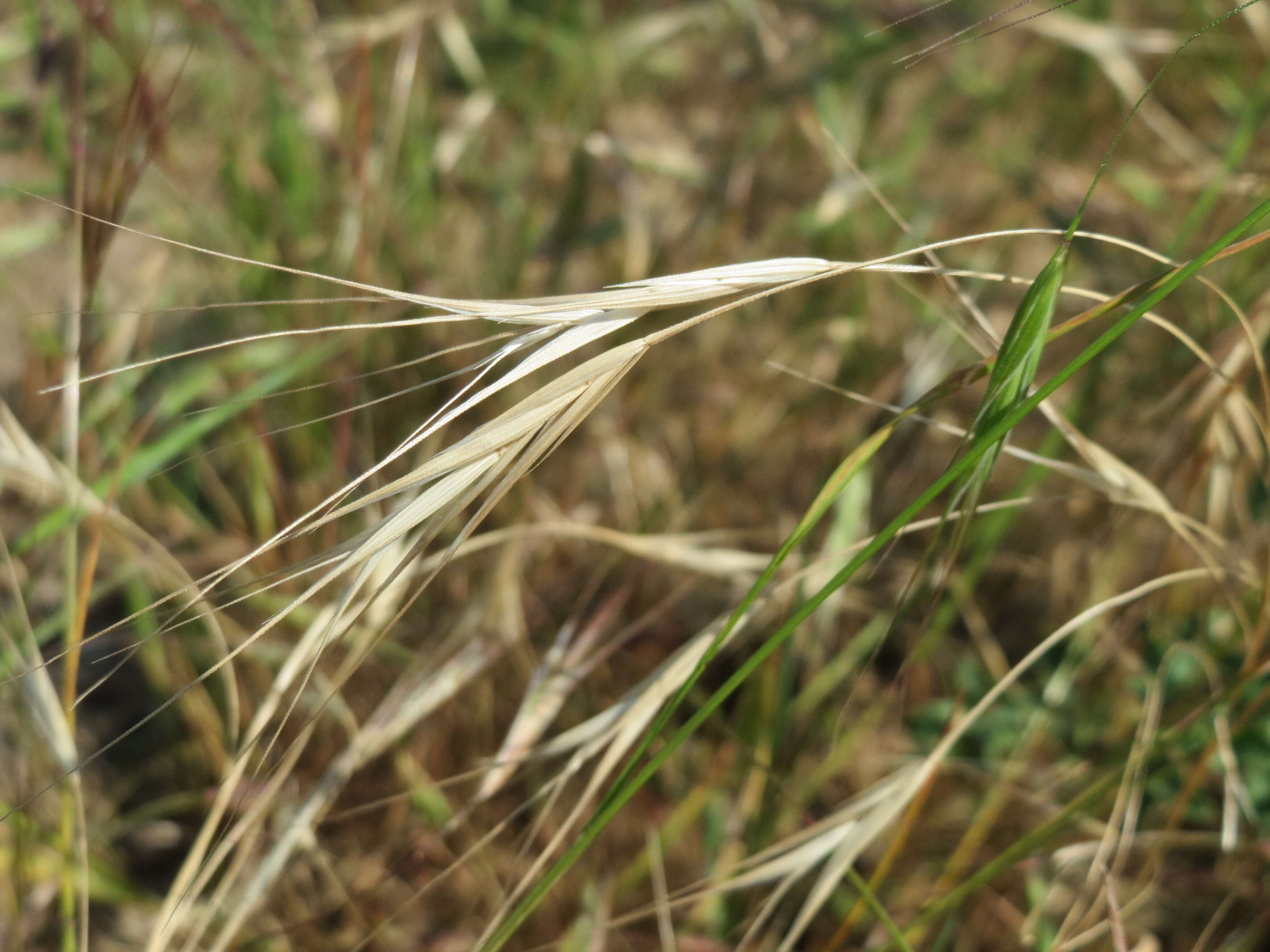 Imagem de Bromus sterilis L.