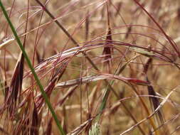 Image of Barren Brome