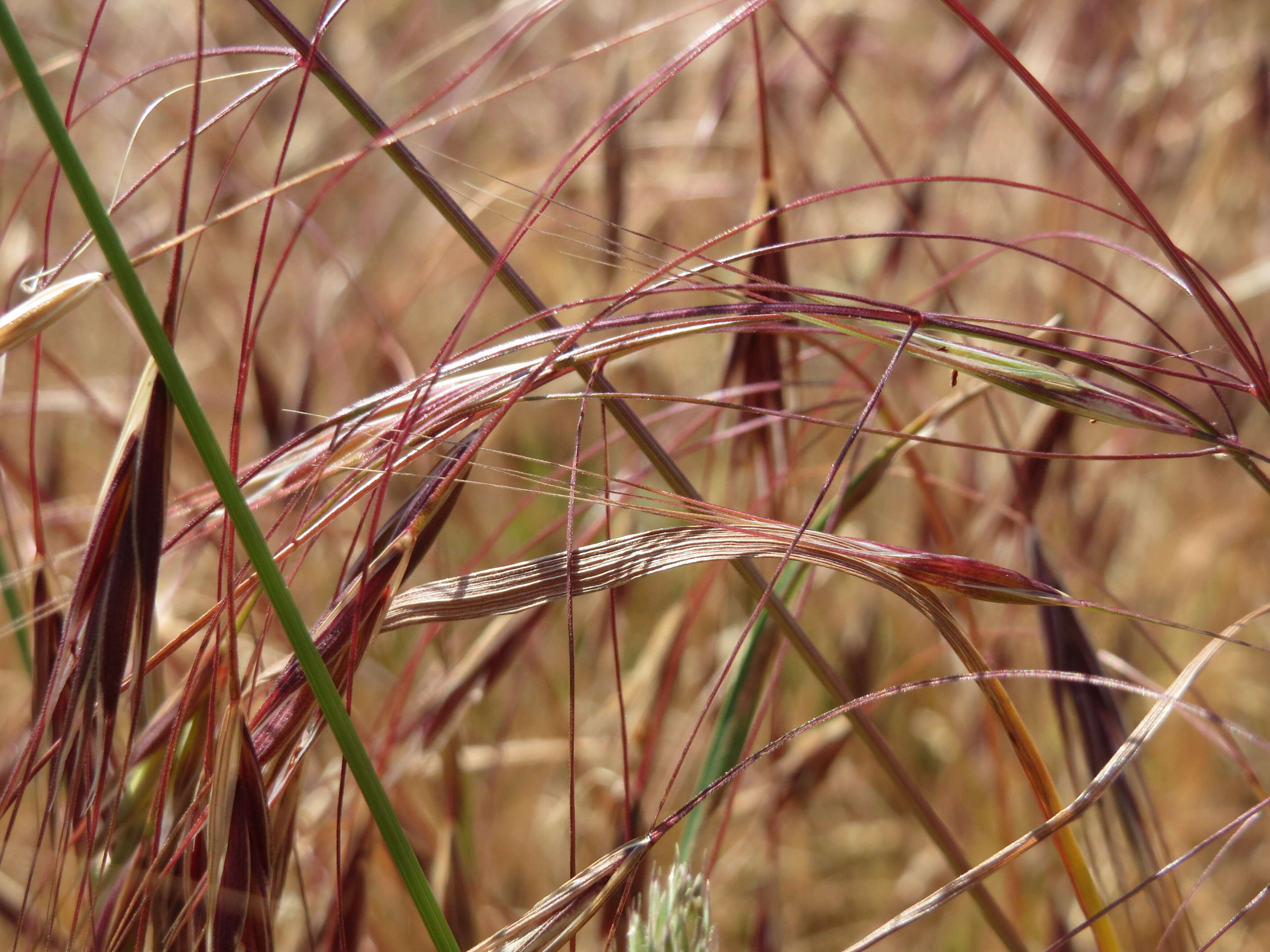 Image of Barren Brome