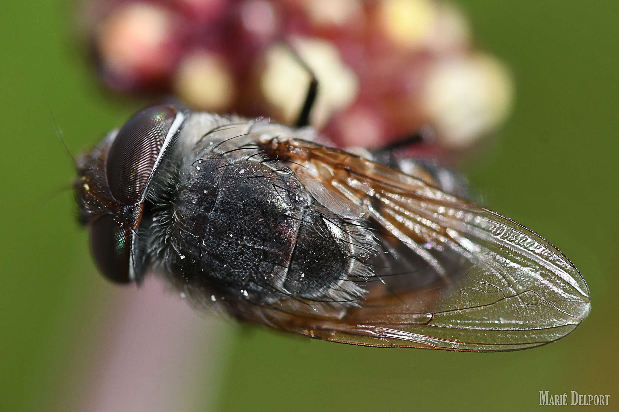 Rhyncomya paradoxa Zumpt 1958 resmi