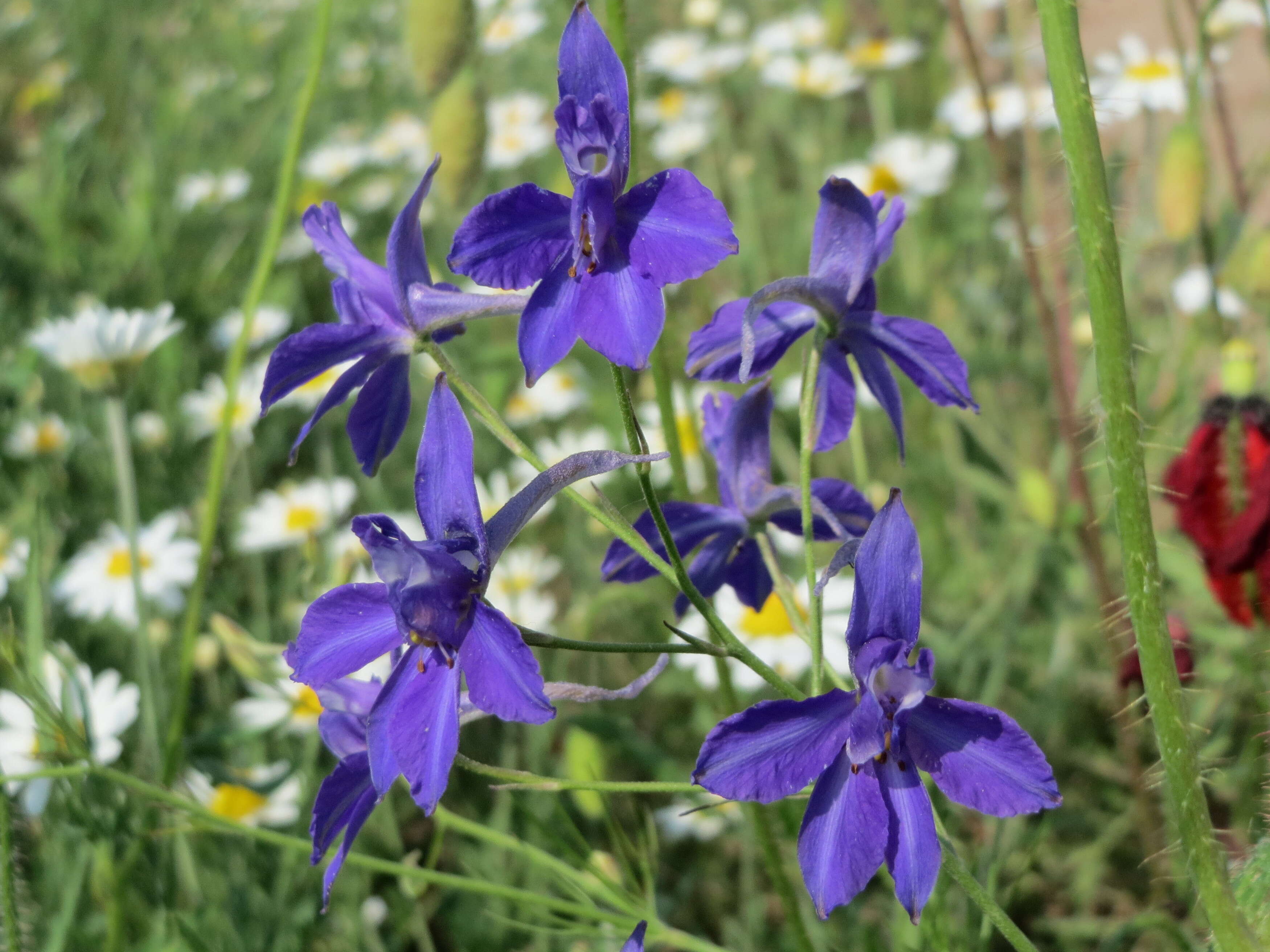 Image of forking larkspur