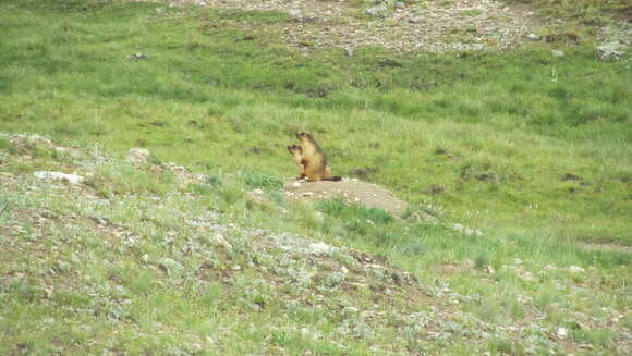 Image of Himalayan Marmot