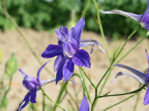 Image of forking larkspur