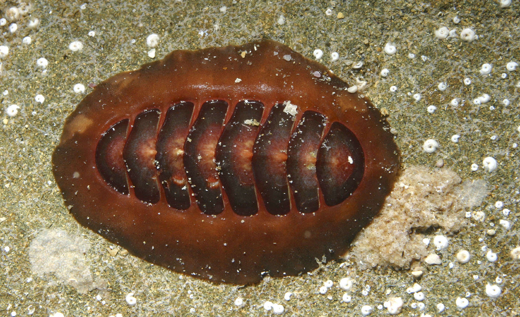 Image of Eudoxochiton inornatus (Tenison Woods 1881)