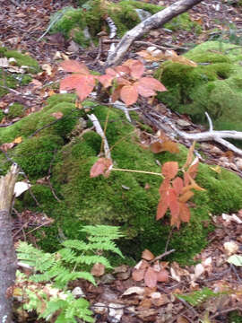 Image of wild sarsaparilla