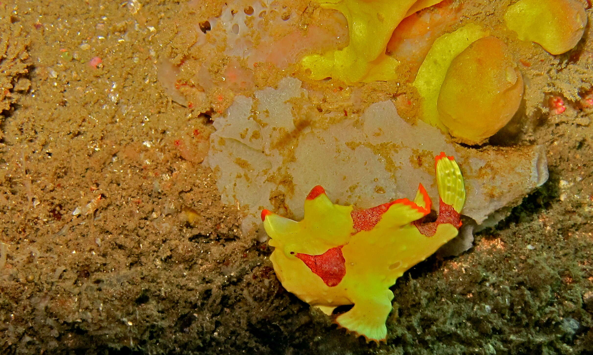 Image of Wartskin anglerfish