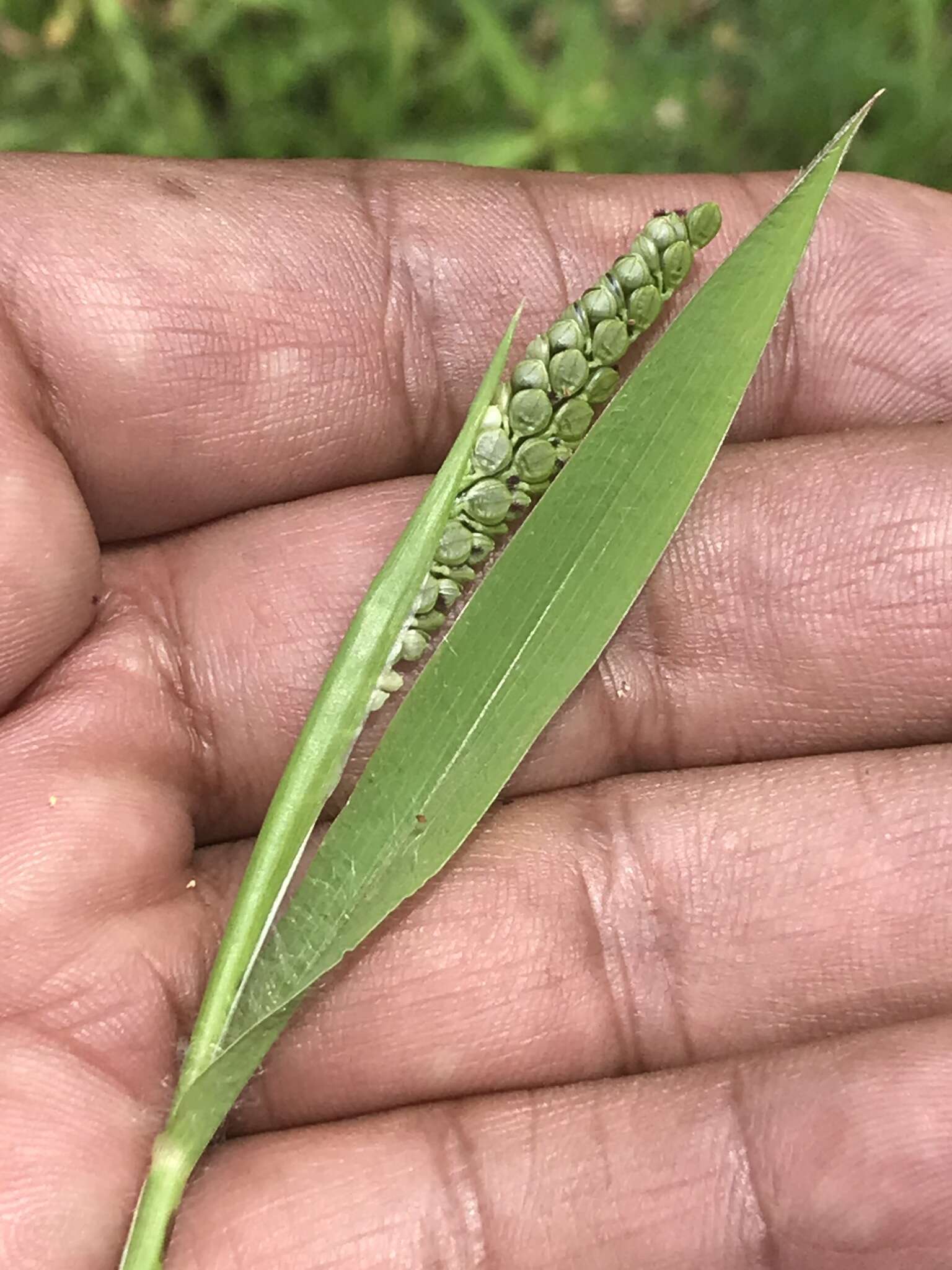 Image of Latin American crowngrass