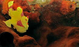 Image of Wartskin anglerfish