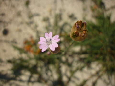 صورة Petrorhagia prolifera (L.) P. W. Ball & Heywood