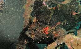 Image of Antennarius commersoni