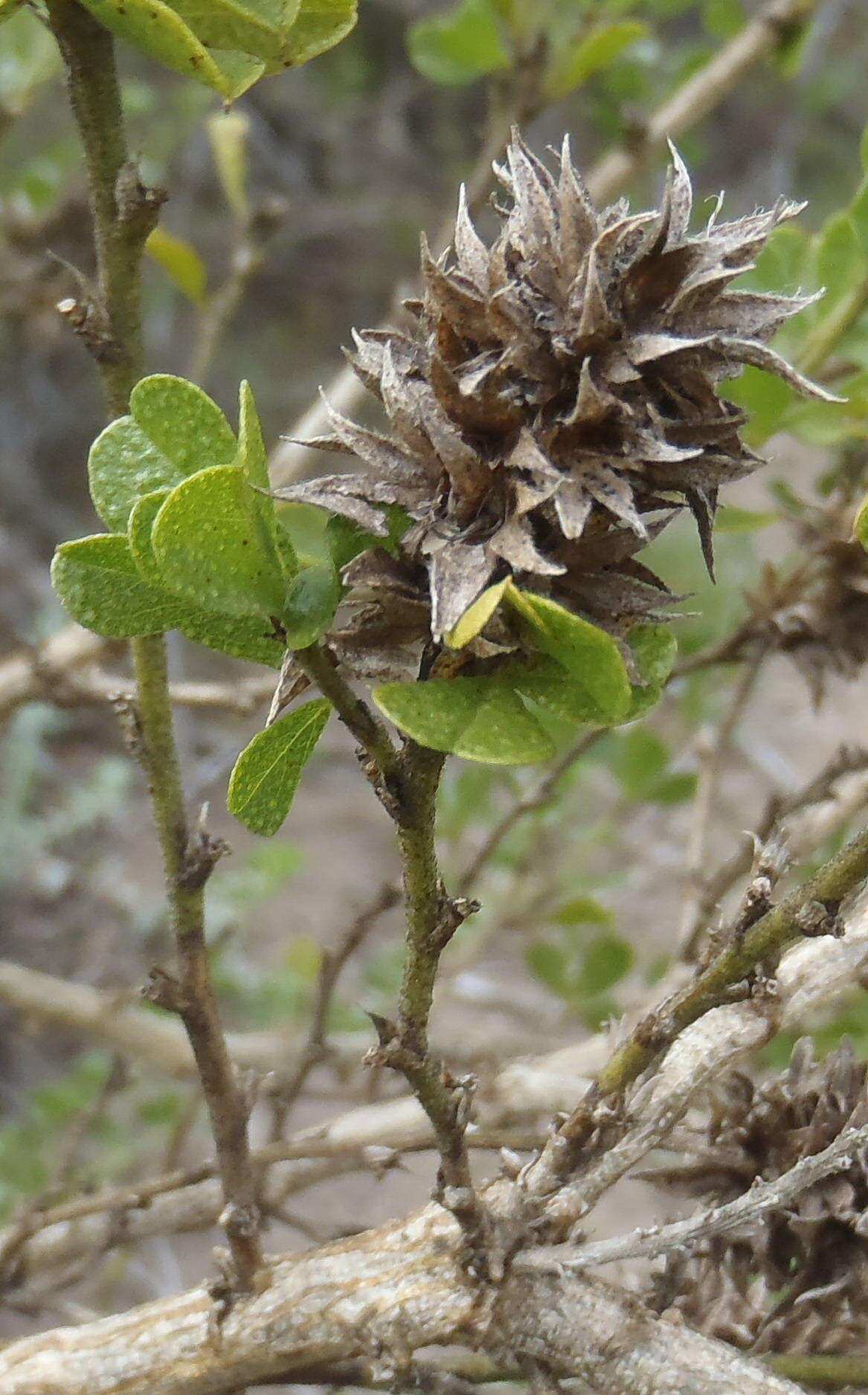 Image of Otholobium bracteolatum (Eckl. & Zeyh.) C. H. Stirt.