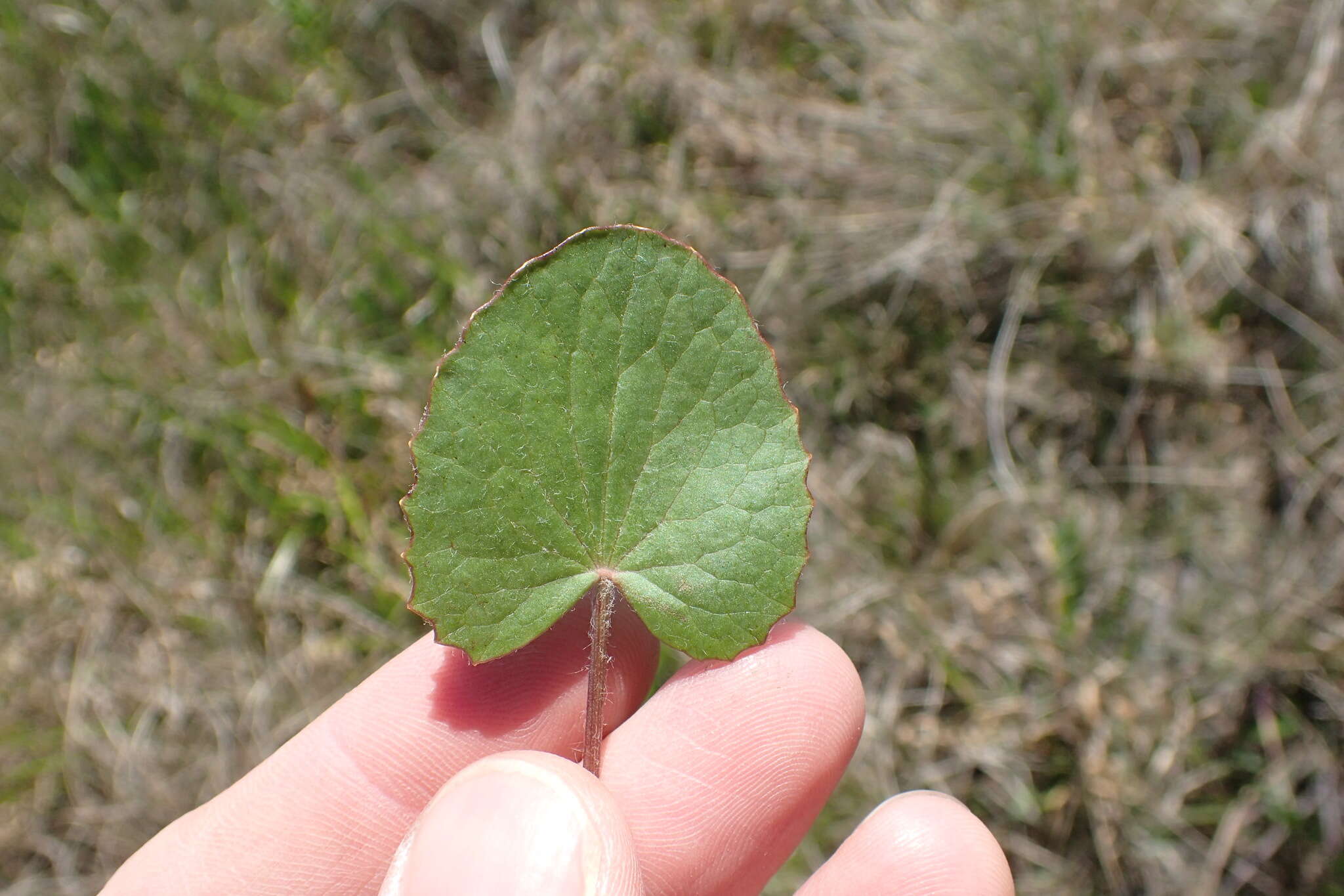 Image of Stiff Spadeleaf