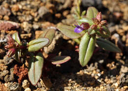 Image of desertmountain blue eyed Mary