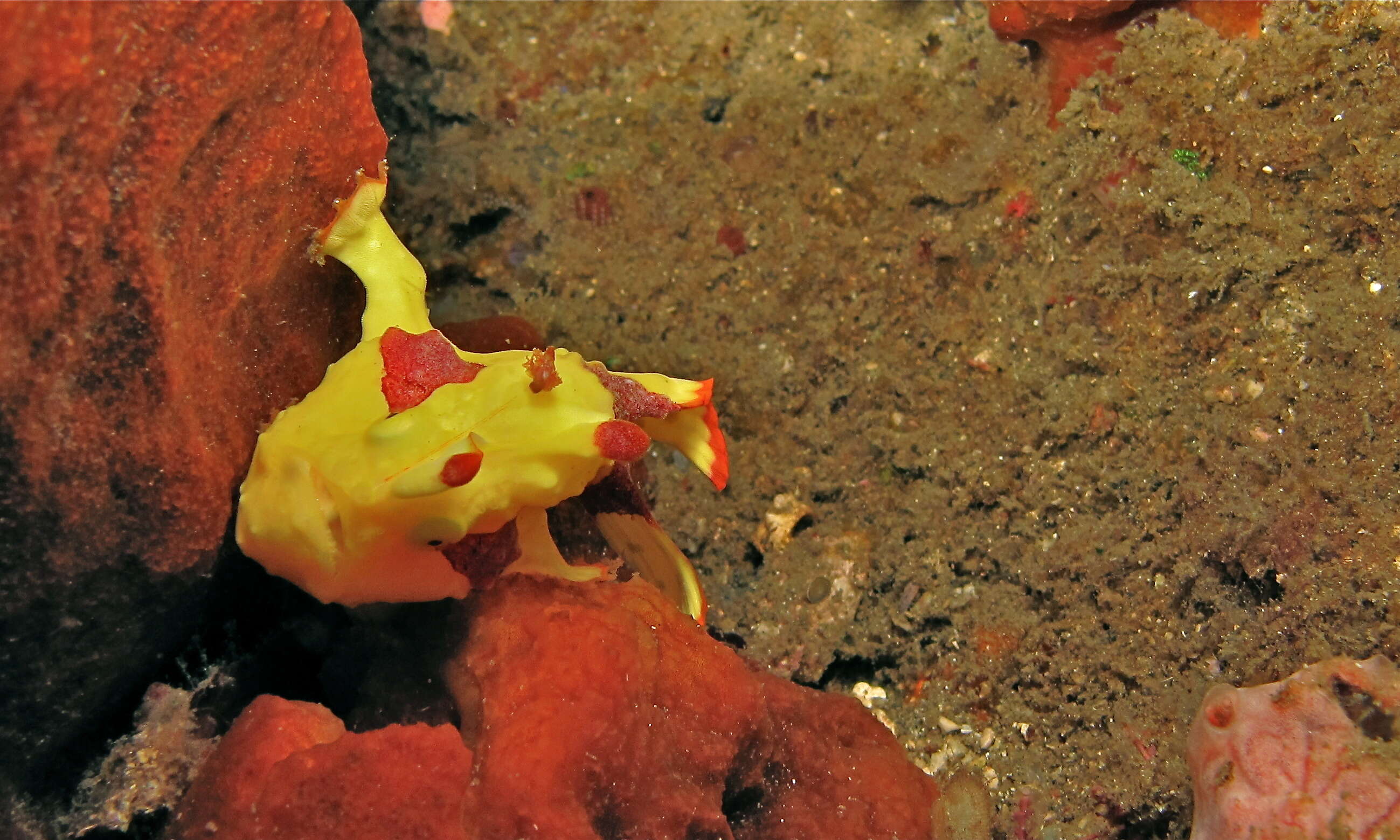 Image of Wartskin anglerfish