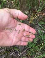 Image of Baldwin's nailwort