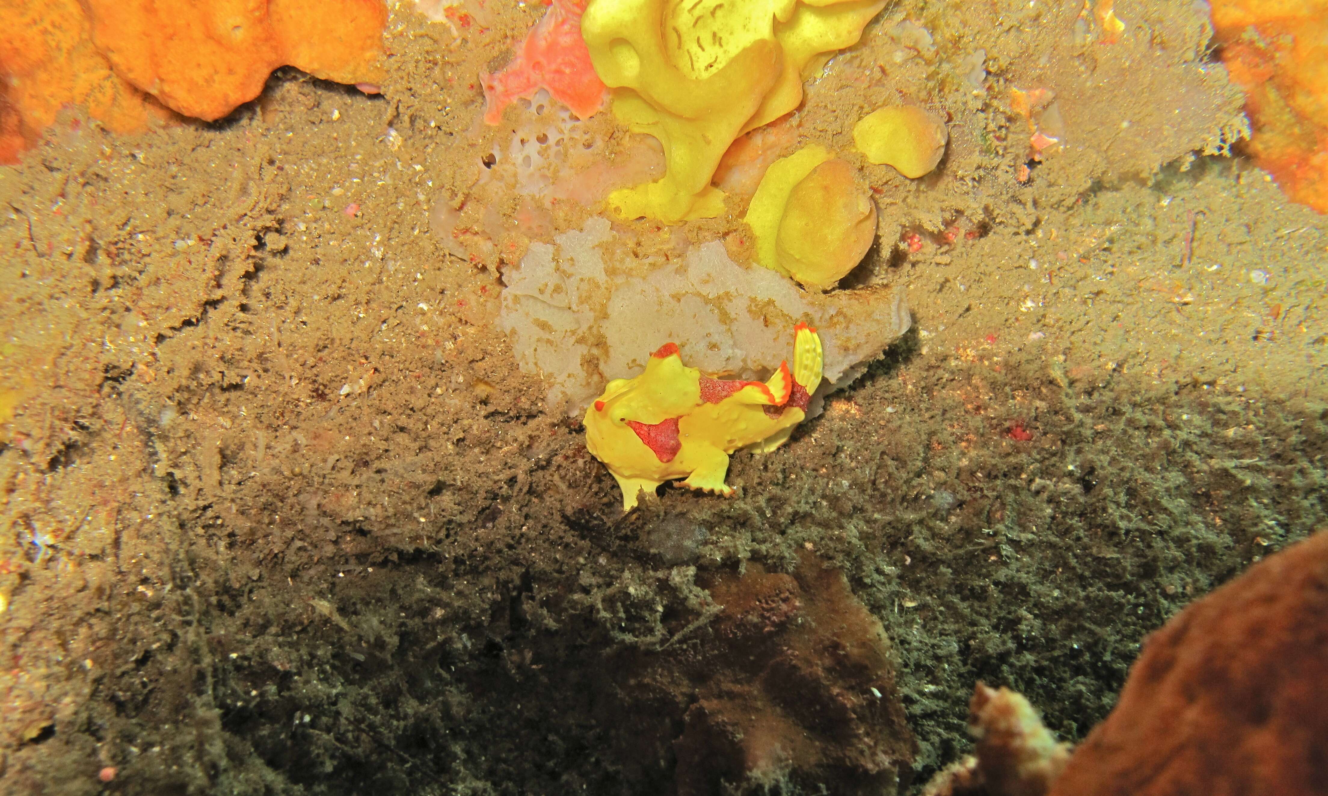 Image of Wartskin anglerfish